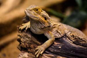 添加物のランキングで知っておくべき人気商品は？
