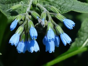味の素に発がん性はあるのか？