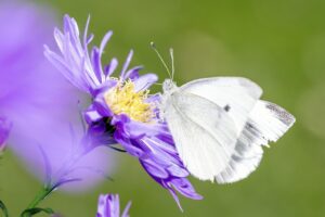 有機と無農薬の違いについて知っておくべきポイントは？