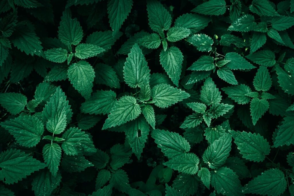 有機JASの価格比較で最もお得な商品は？