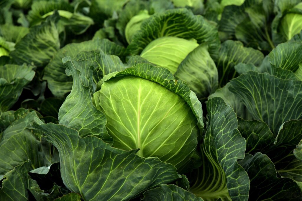 有機野菜と特別栽培の違いは何ですか？