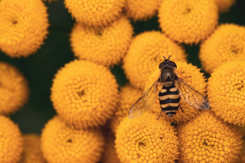 オーガニックな食事で花粉時期を乗り切る方法は？